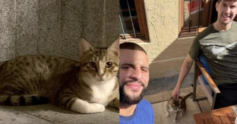 England Players Adopt Dave, a Stray Cat From Qatar After Leaving World Cup