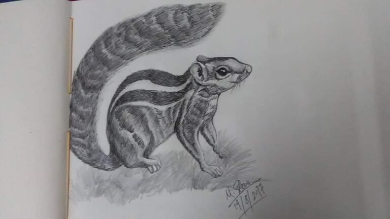 Squirrel sketch
