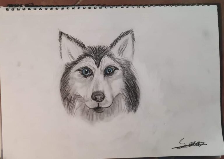 Husky Sketch