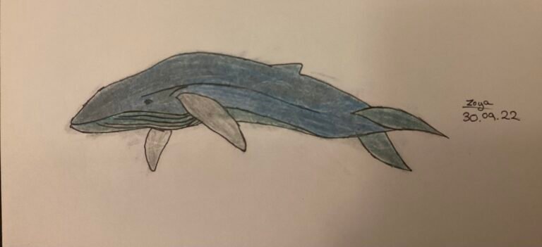Whale